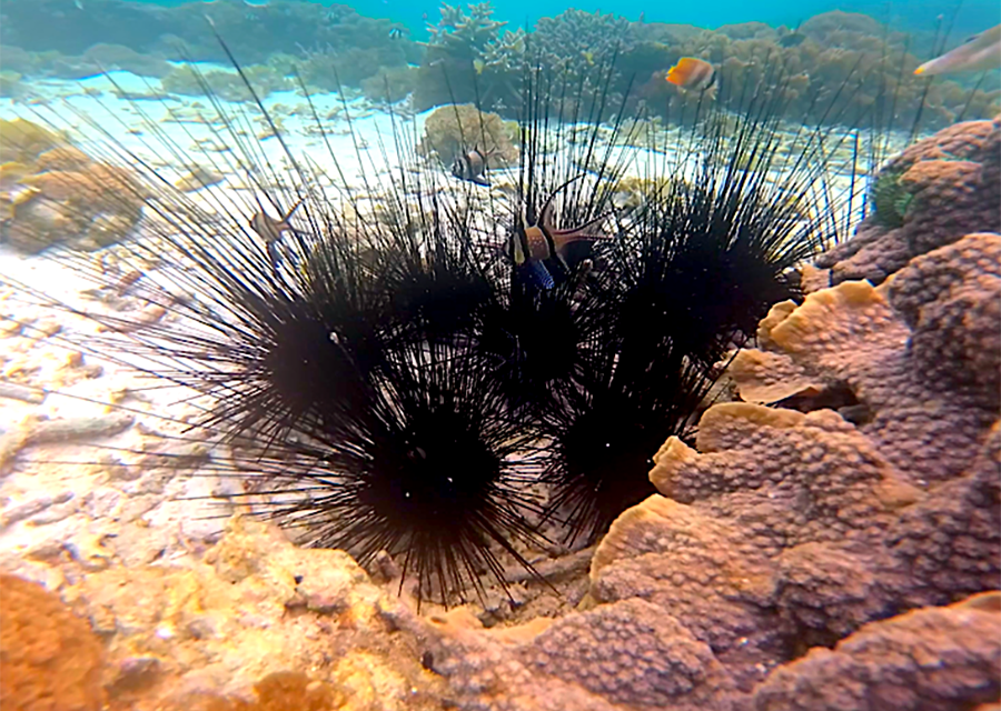 Hewan Laut Bulu Babi Yang Bisa Di Makan Mentah