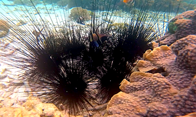 Hewan Laut Bulu Babi Yang Bisa Di Makan Mentah