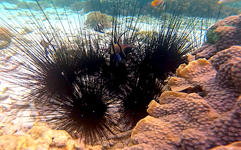 Hewan Laut Bulu Babi Yang Bisa Di Makan Mentah