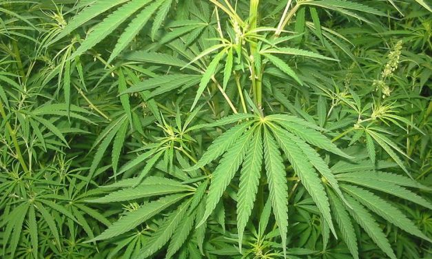 Tanaman Ganja Yang Berasal Dari Genus Cannabis