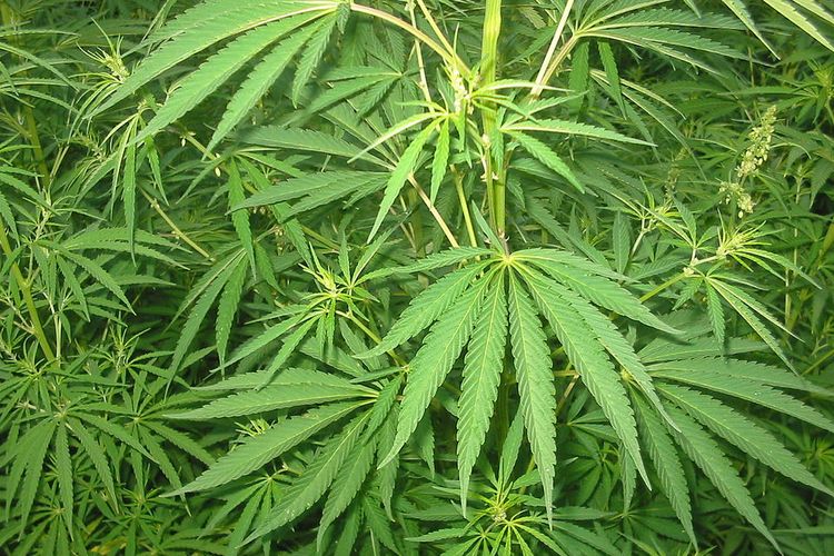 Tanaman Ganja Yang Berasal Dari Genus Cannabis