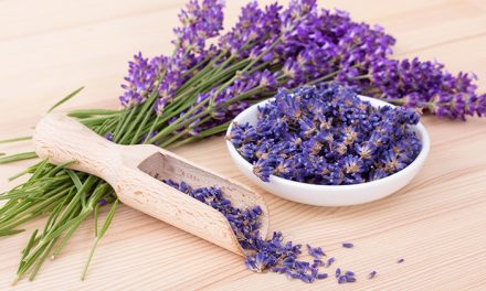 Lavandula Jenis Bunga Lavender Yang Harum Dan Bermanfaat