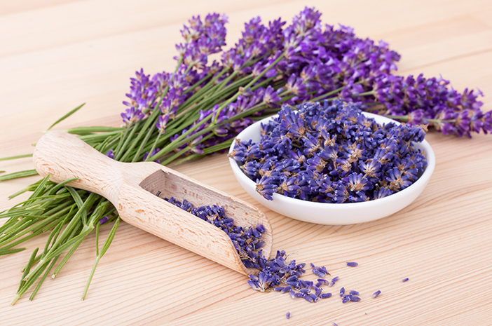 Lavandula Jenis Bunga Lavender Yang Harum Dan Bermanfaat