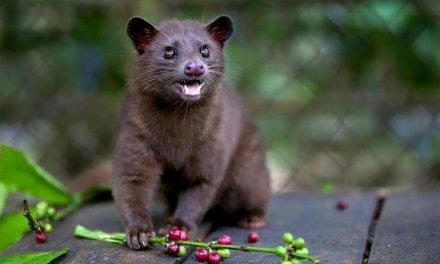 Keunikan Hewan Luwak Yang Menghasilkan Kopi Mahal