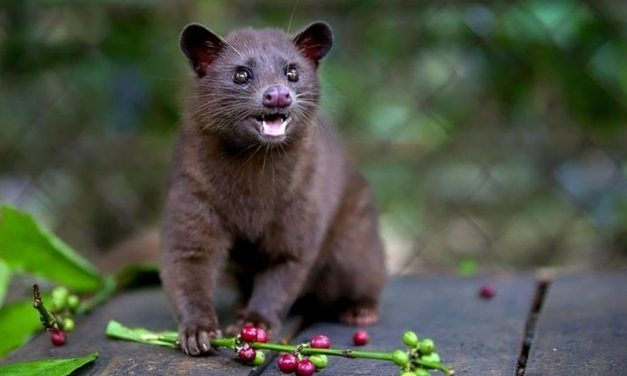 Keunikan Hewan Luwak Yang Menghasilkan Kopi Mahal