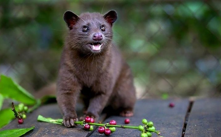 Keunikan Hewan Luwak Yang Menghasilkan Kopi Mahal