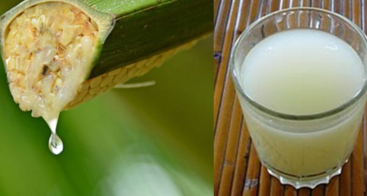 Fermentasi Buah Yang Di Jadikan Minuman Tuak