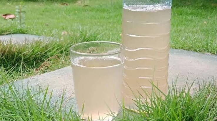 Fermentasi Nira Menjadikan Sebuah Minuman Tradisional Tuak