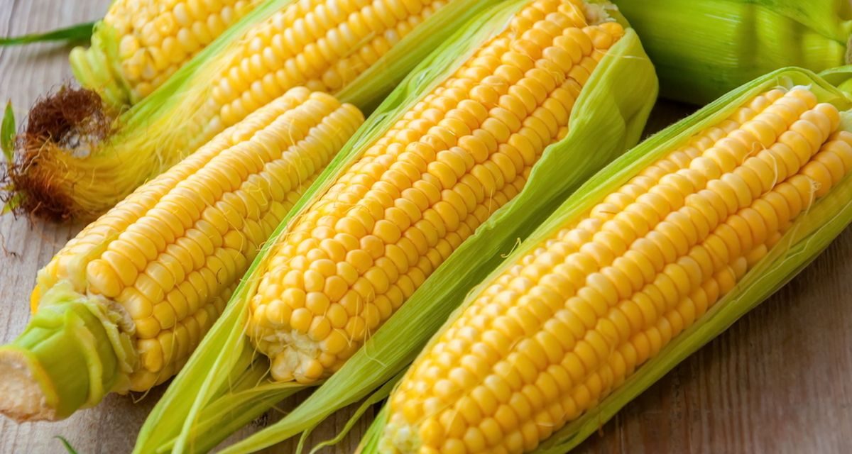 Tanaman Pangan Jagung Yang Sangat Bermanfaat