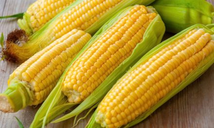 Tanaman Pangan Jagung Yang Sangat Bermanfaat