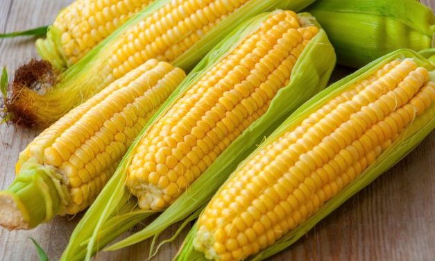Tanaman Pangan Jagung Yang Sangat Bermanfaat
