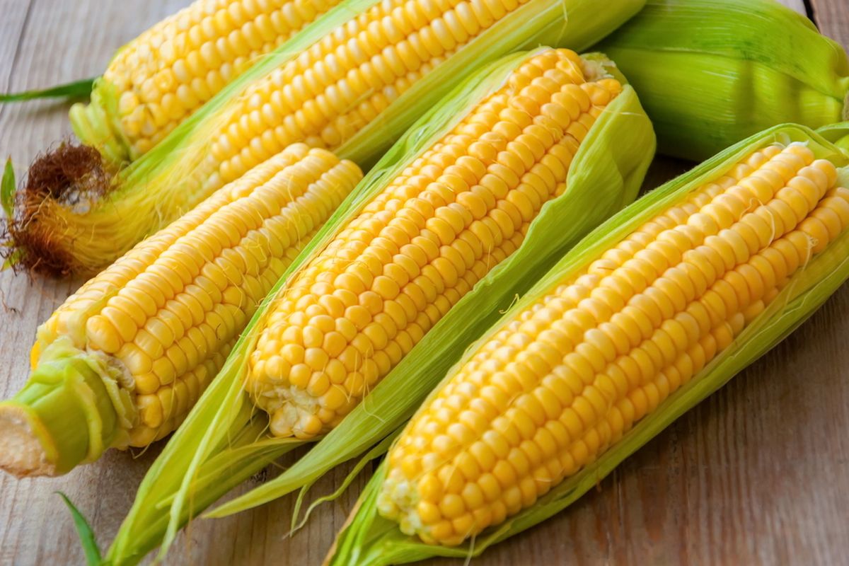 Tanaman Pangan Jagung Yang Sangat Bermanfaat