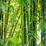 Tumbuhan Alami Bambu Dengan Beberapa Pemanfaatan