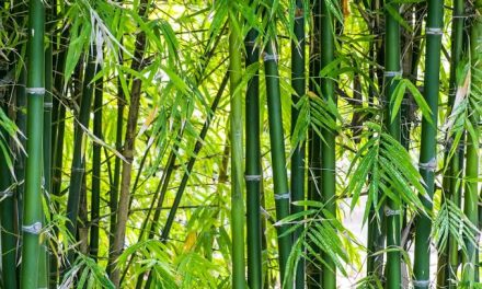 Tumbuhan Alami Bambu Dengan Beberapa Pemanfaatan