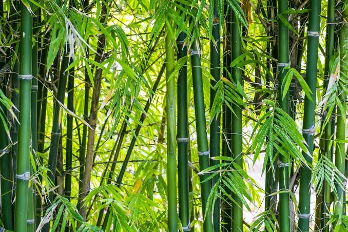 Tumbuhan Alami Bambu Dengan Beberapa Pemanfaatan
