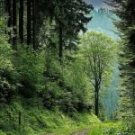 Kawasan Luas Hutan Dengan Keindahan Alaminya