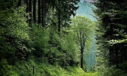 Kawasan Luas Hutan Dengan Keindahan Alaminya