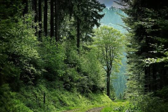 Kawasan Luas Hutan Dengan Keindahan Alaminya